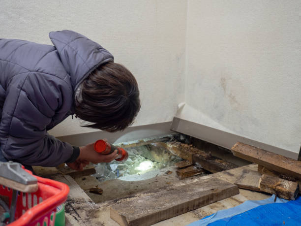 Best Mold Removal for HVAC Installations  in Metropolis, IL