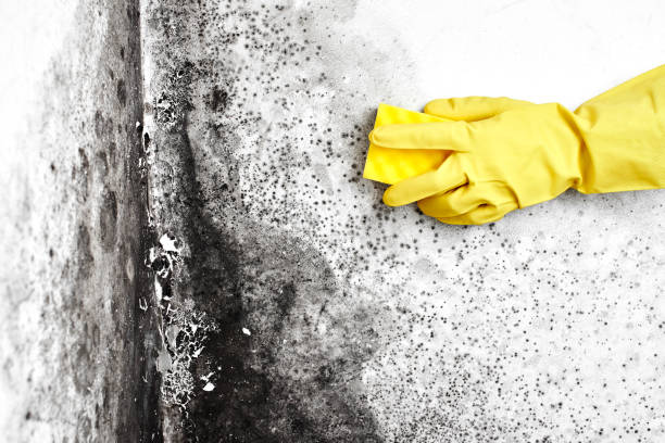 Best Attic Mold Removal  in Metropolis, IL