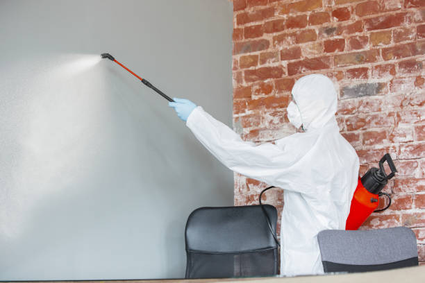 Best Attic Mold Removal  in Metropolis, IL