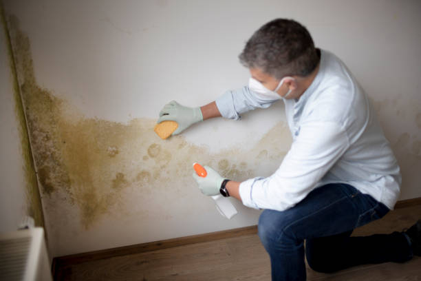 Best Biohazard Mold Removal  in Metropolis, IL